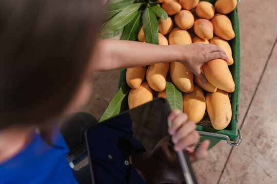 Quality assurance agricultural officer inspecting mangoes using digital tablet. Professional inspection mango orchard food security export standards modern agriculture woman agriculturist food safety.
