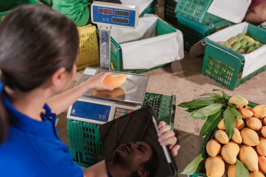 Quality assurance weighing mangoes on scale digital scale professional inspection. Export standards precision farming smart technology woman agriculturist crop monitoring food safety.