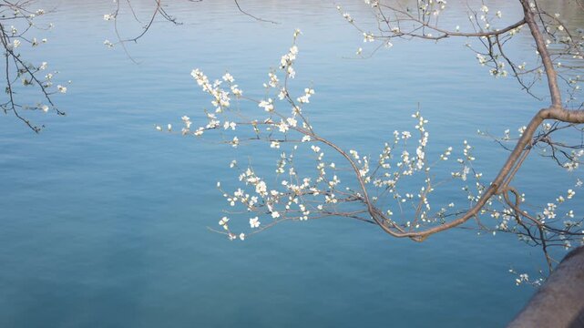 Spring Landscape of Kunming Lake with Peach Blossoms at West Causeway, Summer Palace, Beijing
