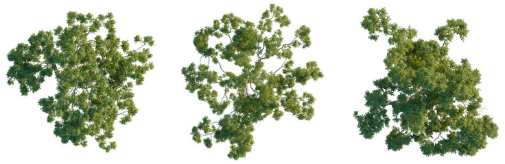 Fototapeta premium Top view of Corymbia aparrerinja ghost gum tree isolated on black for architectural site plans.