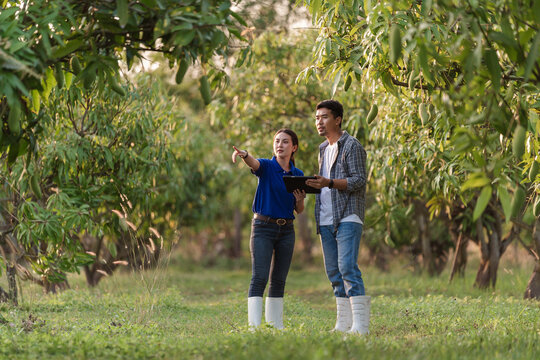 Farm management consulting partner using tablet in mango orchard Thailand for smart farming crop monitoring agricultural planning and food security strategy, sustainable agriculture business.