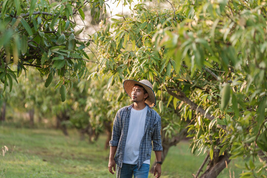 Asian male farmer in mango orchard walking during farm inspection Thailand for orchard management harvest planning and sustainable agricultural business strategy. fruit quality control.