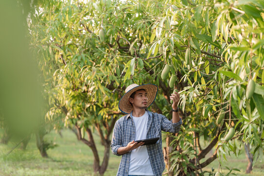 Mango crop inspection, Asian male farmer using tablet agriculture in mango orchard Thailand for smart farming precision agriculture and sustainable food security strategy. fruit quality control.