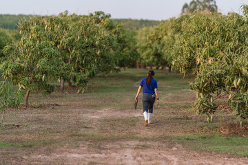 Back side woman farmer walking in mango orchard Thailand, inspecting mango plantation, improve farm efficiency, support sustainable, food security farming.