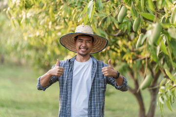 Happy asian farmer thumbs up portrait standing in mango orchard Thailand. showing confidence in local produce quality and sustainable agriculture business success, food security