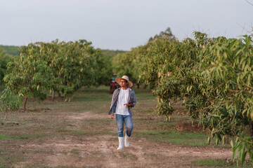 Asian agricultural worker walking in mango farm Thailand inspecting mango tree and orchard condition for quality control, sustainable food production and harvest season planning.