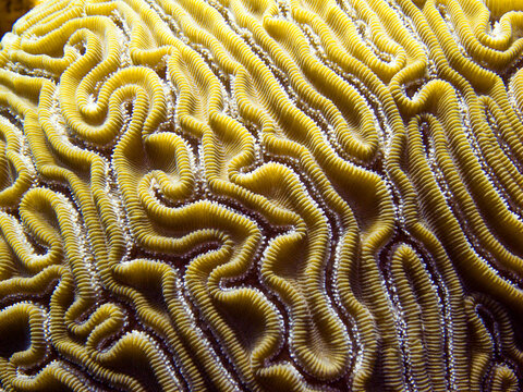 Close-up of brain coral