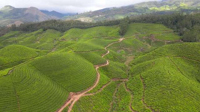 Tea Gardens Rolling Hills Munnar, Munnar Green Tea Fields Aerial, Tea Estate Hills Kerala Drone view, Munnar Plantation Curves Aerial View,