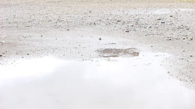 水たまりの雨音B