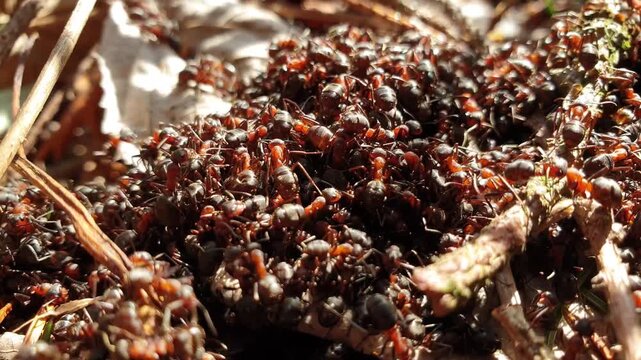 Close up of red forest ants swarming on anthill during spring