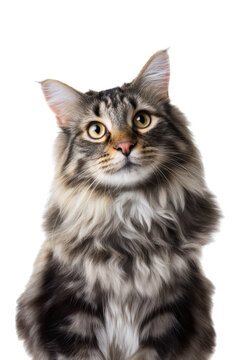 Cute Maine Coon Cat Portrait on White Background