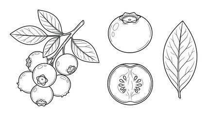 Blueberry vector illustrations set outline sketch style forest berry plant isolated on transparent background © GoDesigner