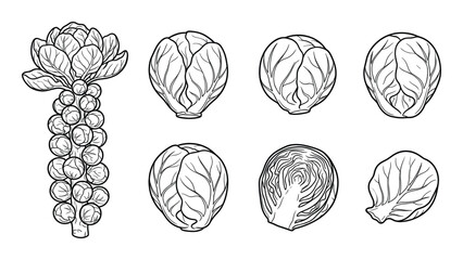 Brussels sprouts vegetable set showing whole sprout on stalk cut half and single leaf line drawings © GoDesigner