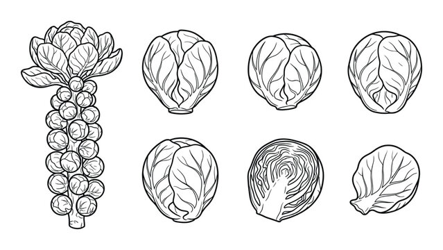 Brussels sprouts vegetable set showing whole sprout on stalk cut half and single leaf line drawings