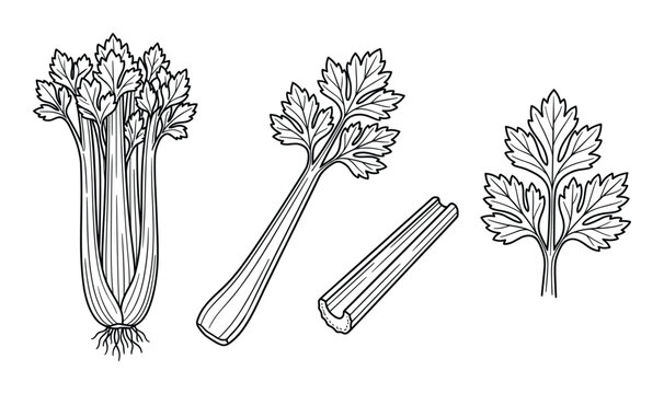 Celery stalks and leaves with root system vector line art food illustration set
