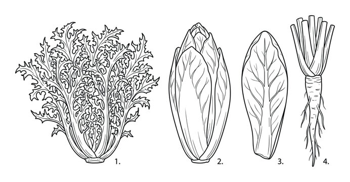 Chicory and endive salad greens hand drawn botanical illustrations with numbered leaf and root types