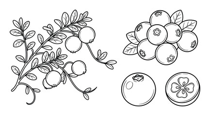 Cranberry branch, berries, single berry and cross section isolated on white background © GoDesigner