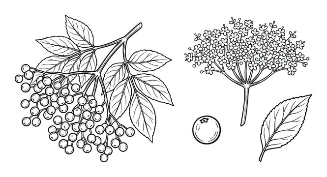 Elderberry branch with berries and leaves isolated on transparent background botanical