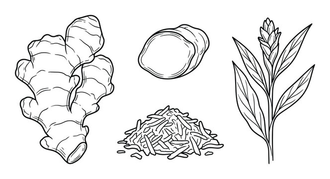 Ginger root set with whole rhizome sliced pieces grated spice and blooming plant stem hand drawing