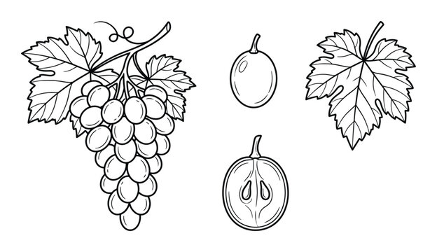 Grape bunch set with leaves and berries hand drawn vintage engraving isolated on transparent element