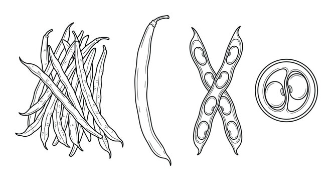 Green bean pod collection with pile of beans cross section and open pod showing seeds line sketches