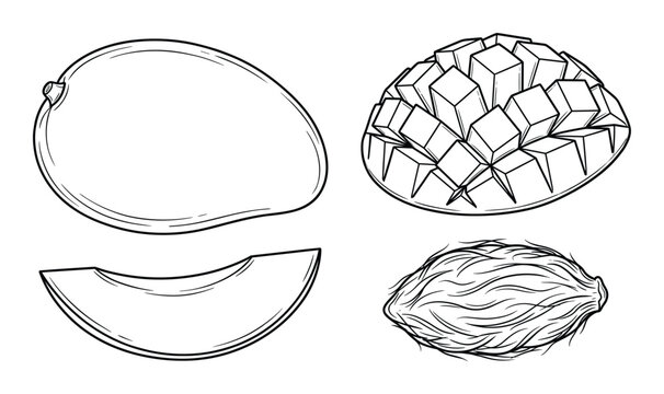 Mango fruit vector drawing set with whole mango sliced cubes and stone pit on transparent background kit