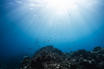 Obraz premium Underwater Reef Landscape with Sunlight Streaming Down