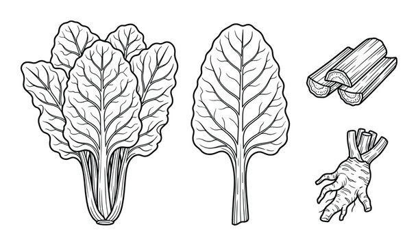 Outline beet illustration, bunch of leaves, single leaf, and root pieces