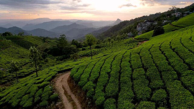 drone shot of Munnar tea estate,aerial view of tea garden kerala