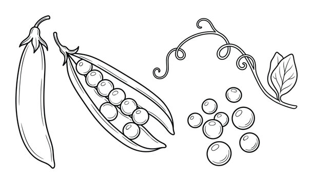 Peas vector illustrations set outline sketch style pea pod plant isolated on transparent background