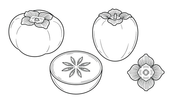 Persimmon fruit set with whole fruit, cut fruit, and calyx on transparent background