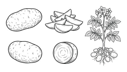 Potato root vegetable set with whole tubers and wedges hand drawn sketch isolated on transparent background © GoDesigner