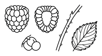 Raspberry vector illustrations set outline sketch style forest berry plant isolated on transparent background © GoDesigner