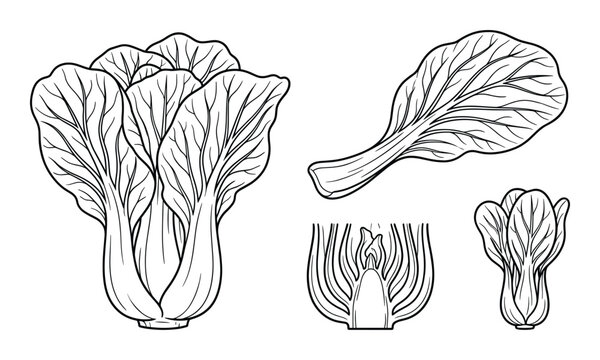 Whole bok choy head, leaf, cross section and mini bok choy isolated on white background