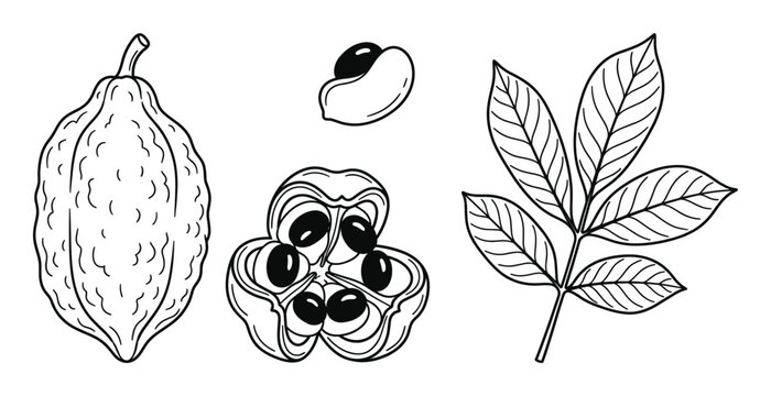 Ackee fruit botanical sketch including whole pod open fruit with black seeds and green leaf detail