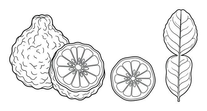 Bergamot citrus fruit vector line art, whole and cut slices with leaves design element set