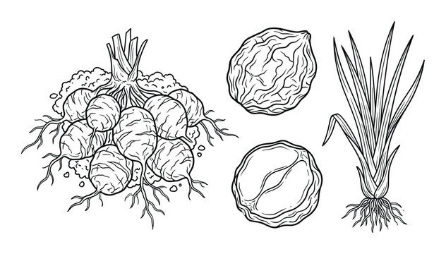 Bunch of fresh beetroots with leaves and roots, two radishes and green grass plant on white background