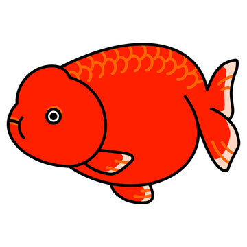 レッドらんちゅうのイラスト