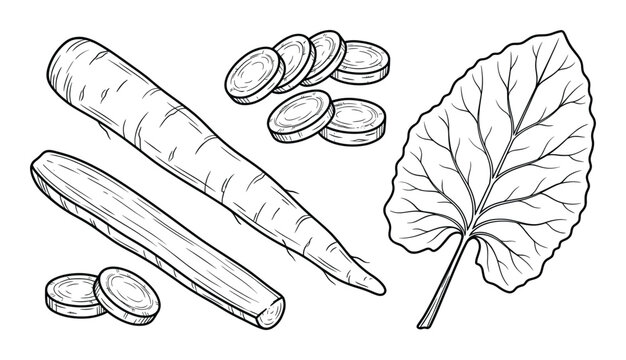 Burdock root set with whole radish pieces and large leaf in linear sketch style on transparent back