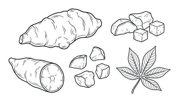 Cassava root tuber with leaves and chopped pieces hand drawn vector sketch engraving style collection