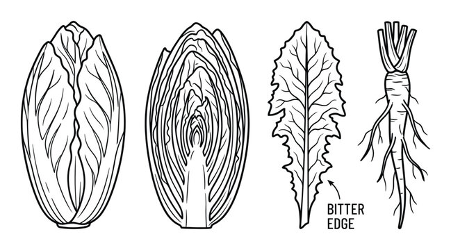 Chicory and endive vector illustration set sketch. chicory root, leaf and endive heads