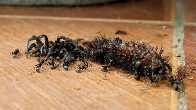 Group of black ants swarming a large hairy caterpillar on tiled floor