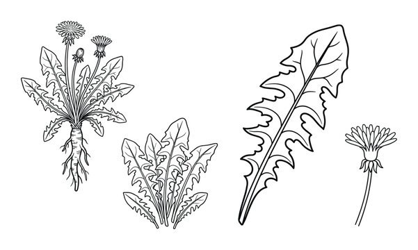 Dandelion hand drawn black outline, vector sketch of plant with root, leaves, and flower