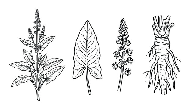 Edible wild plants drawing set, sorrel, horseradish, wild spinach, useful herbs collection