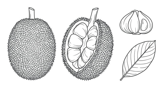 Durian fruit set with whole thorny skin and peeled segment hand drawn vector illustration sketches art