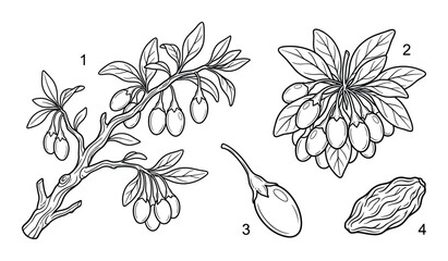 Goji berry branch set with dried fruits and numbered plant parts in hand drawn vintage sketch style © GoDesigner