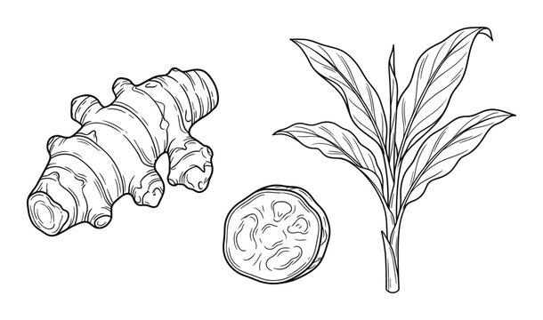 Ginger root and leaves sliced on transparent background hand drawn illustration