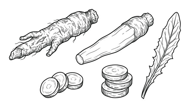 Horseradish root vector illustration, whole roots, slices, and leaf botanical drawing set