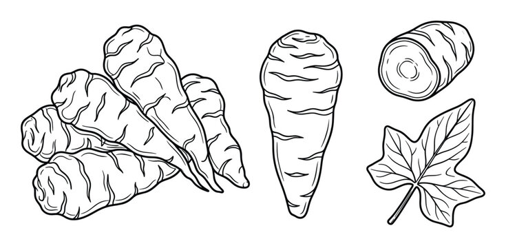 Jerusalem artichoke tuber set with whole roots and leaf hand drawn vector illustration isolated art