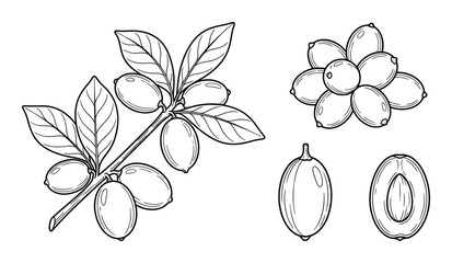 Jujube fruit set with branch leaves and cross section berry in hand drawn linear sketch style vector © GoDesigner